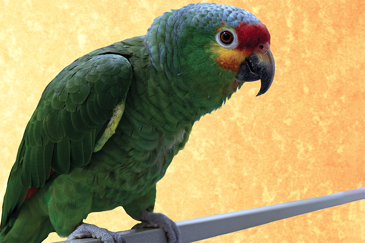 Davey, Red-Lored Amazon, sitting on a perch looking directly at the camera