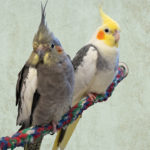 Silly, a normal grey female cockatiel and her friend Stubby, a pied cockatiel sit wing-to-wing on a rope perch while looking directly at the camera