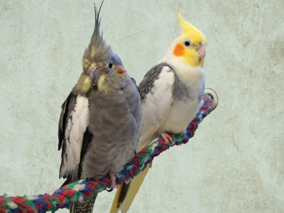 Silly, a normal grey female cockatiel and her friend Stubby, a pied cockatiel sit wing-to-wing on a rope perch while looking directly at the camera