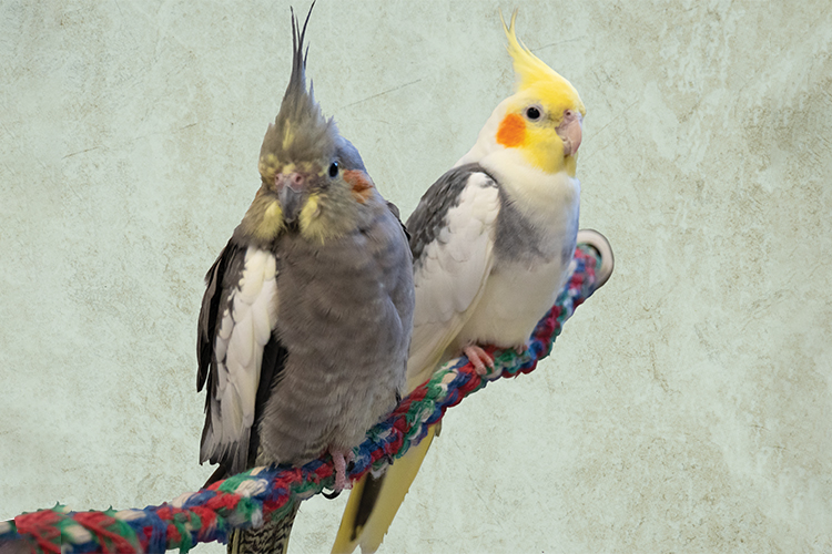 Silly, a normal grey female cockatiel and her friend Stubby, a pied cockatiel sit wing-to-wing on a rope perch while looking directly at the camera