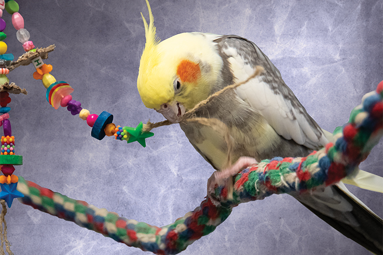 A pied cockatiel standing on a rope perch, holding the string of a toy in his mouth.